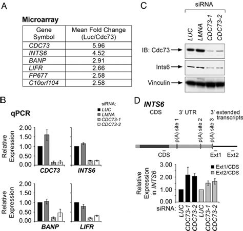 Cdc73 Regulates The Expression Of Ints6 A Mean Fold Change For The