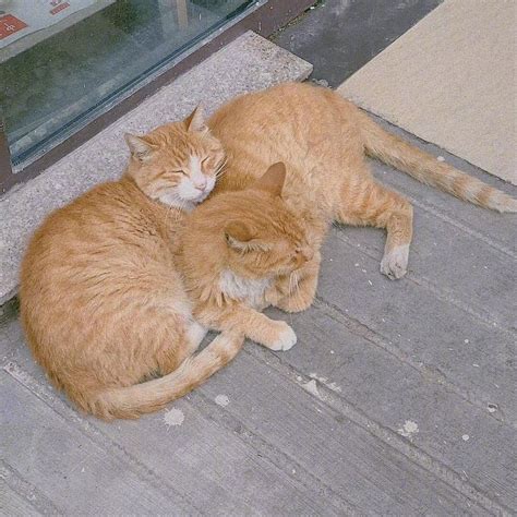 Two Cats Cuddle Together In The Street R Pics