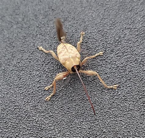 funny weevil rweeviltime