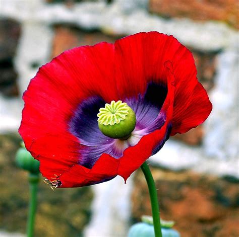 Opium Poppy Flower · Free Photo On Pixabay