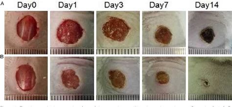 [PDF] Full-thickness wound healing using 3D bioprinted gelatin-alginate ...