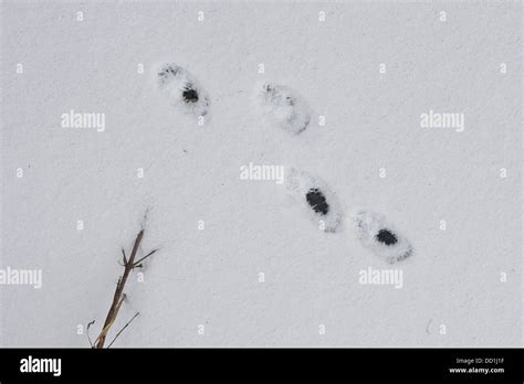 American Marten Tracks