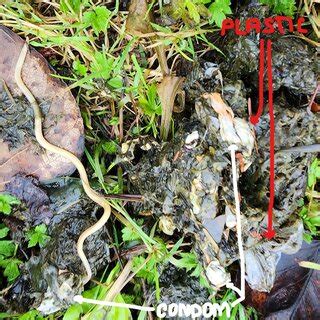 (PDF) Bear Scat, Worms and Garbage. Ongoing Research from Kanaka Creek ...