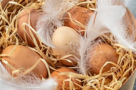 Brown Eggs In Hay Nest Chicken Eggs Concept Of Agriculture Bio And