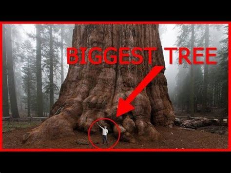 A Person Standing In Front Of A Large Tree With The Words Biggest Tree