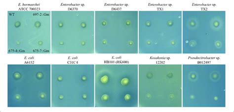 Antibiotic Production Assay Showing An Overlay Of Multiple Target