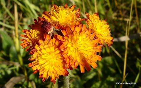 Orange Hawkweed Not Indian Paintbrush Wildflowers Of Wisconsin