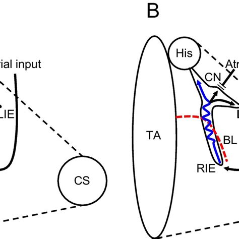 Assumed Activation Pattern Of The Kochs Triangle During Sinus Rhythm Download Scientific