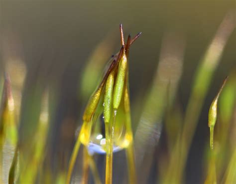 Wallpaper Sunlight Water Nature Rain Moss Insect Green Yellow