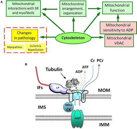 Frontiers Cytoskeleton And Regulation Of Mitochondrial Function The