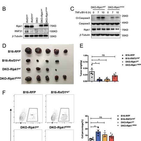 Rnf31 Mediated Linear Ubiquitination Of Ripk1 Limit Ripk1 Kinase