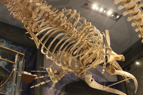 Skeletons of the Deep - New Bedford Whaling Museum