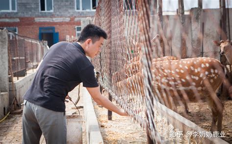 李奶奶鹿业：【农村可以养梅花鹿吗】 知乎