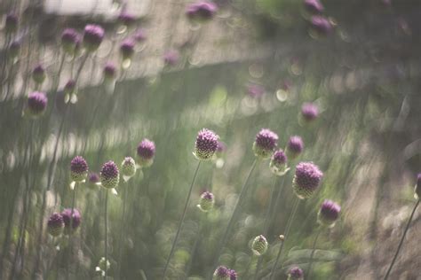 图片素材 性质 背景虚化 厂 领域 草地 阳光 叶 回合 花瓣 自然 新鲜 植物学 盛开 花园 植物群 季节