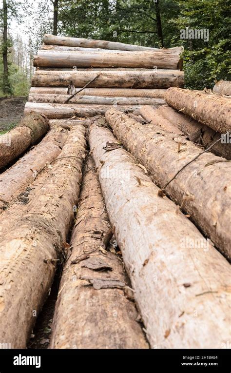 Pile Of Felled Tree Trunks At A Logging Site Prepared For Transport