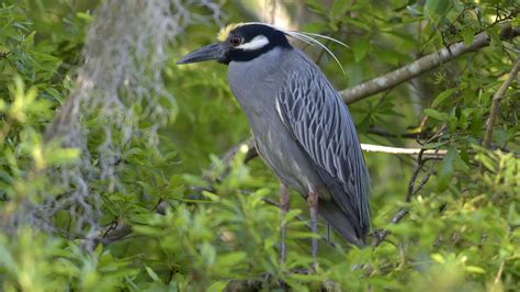 Yellow Crowned Night Heron Wakulla Springs 039 A Yellow C Flickr