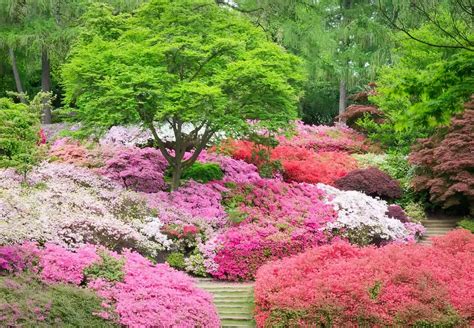 23+ Lovely Azalea Varieties | Pictures + Care Tips - MyMyDIY ...