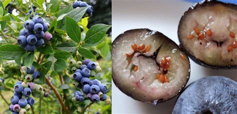 Cómo cultivar arándanos en casa y disfrutar de este fruto Belleza