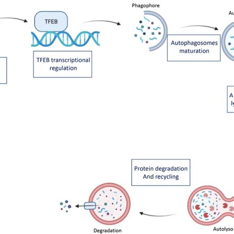 Schematic Representation Of The Different Steps Of The Autophagic