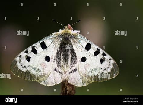 Apollo butterfly, Parnassius apollo Stock Photo - Alamy