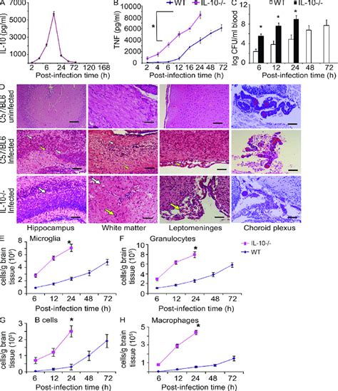 Cytokine Production Pathogen Load And Brain Histopathology In E Coli