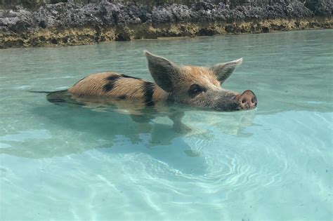 What to Expect If You Book a Swimming With Pigs Tour in the Bahamas ...