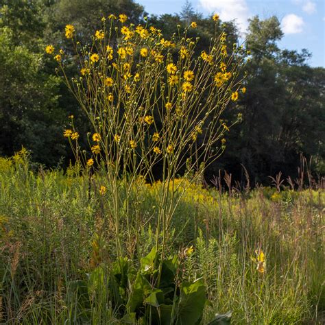 silphium terebinthinaceum meadow city