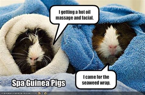 Funny Guinea Pig picture |Funny Animal