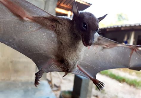 Bat Super Immunity May Explain How Bats Carry Coronaviruses Without