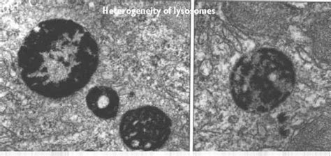 Lysosomes And Peroxisomes Celebrate Cytochemistry Gwen V Childs Phd