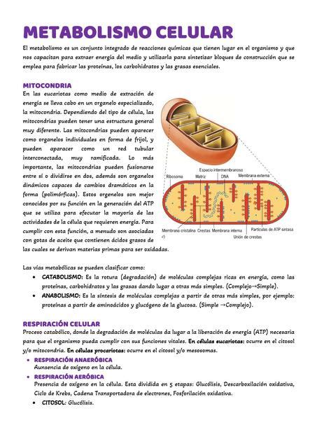 Metabolismo Celular Elv Med UDocz