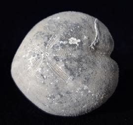 Fossils FossNet Fossil Store Echinites Fossilized Sea Urchins