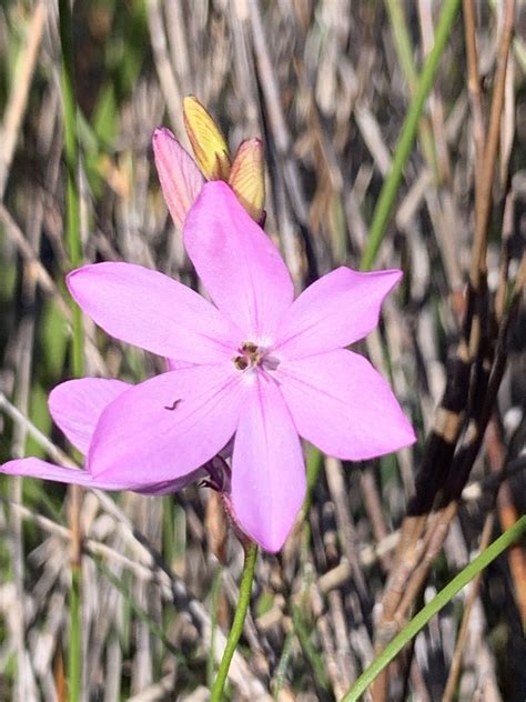 Minimal Kalossie From Fernkloof Nature Reserve Greater Hermanus Wc