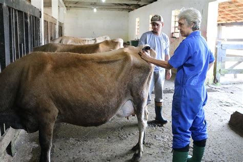 Acupuntura é testada para controle de mastite em animais Jornal de