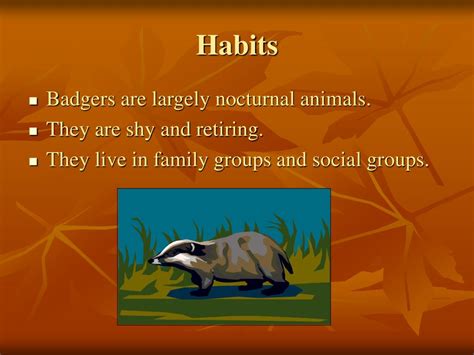 PPT - Badgers PowerPoint Presentation, free download - ID:2993320