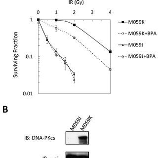 A Structure Of Dna Pkcs And Seven Fragments B Recombinant Dna Pkcs