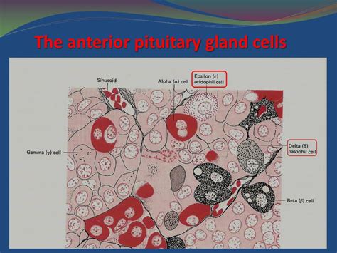 Anterior Pituitary Cells