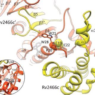 Trp Is Located At The Core Of The Thioredoxin Fold Domain Of Rv C