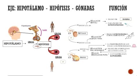 Regulación del eje hipotálamo hipófisis gónadas YouTube