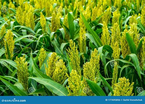 Green Sorghum Grows On The Field Stock Photo Image Of Grass Food