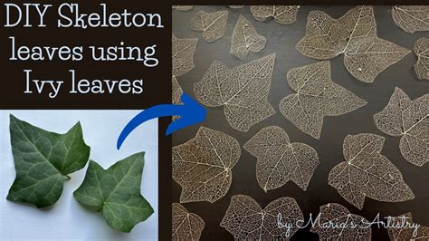 DIY Skeleton Leaves How To Make Skeleton Leaves Using Ivy Leaves