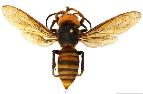 Uk Entomologist Offers Information About The Murder Hornet Uknow