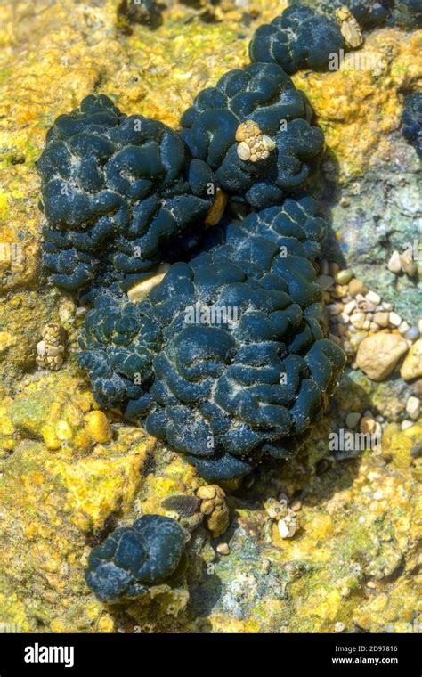 Nostoc Algae High Resolution Stock Photography and Images - Alamy