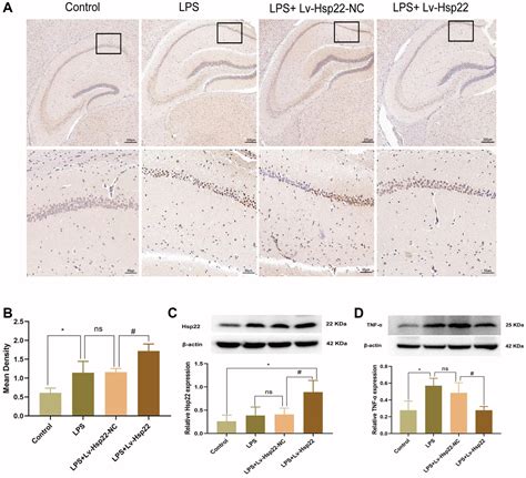 Hsp22 Pretreatment Protection Against LPS Induced Hippocampal Injury By