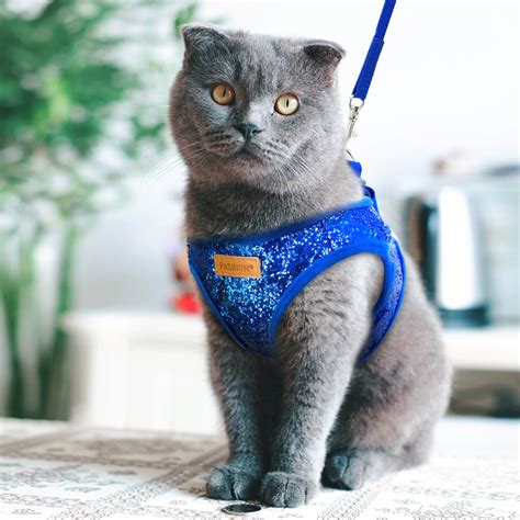 How To Put On A Whisker City Cat Harness - CAT BVC