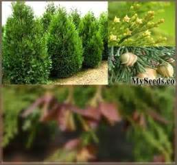 BULK ORDER Incense Cedar Tree Seeds Calocedrus Decurrens Tree Seeds