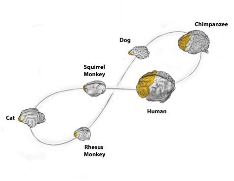 Brain Evolution (2015) :: Behance