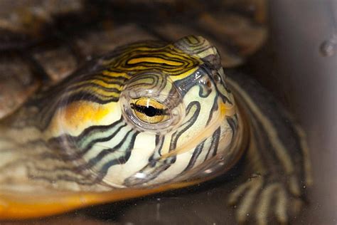 Yellow Bellied Slider Turtle Turtle Wild Yellow Bellied Photo ...