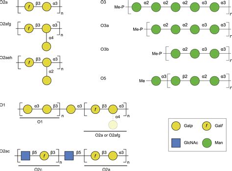 Identification Of A Second Glycoform Of The Clinically Prevalent O1