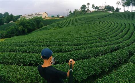 Kebun Teh Cikuya Wisata Asri Dan Cocok Untuk Selfie Di Banten About